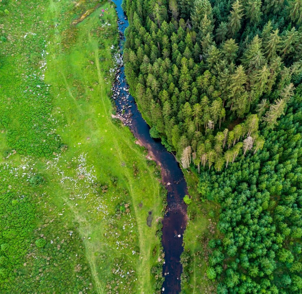 Fiume che scorre in una foresta verde, tutela ambientale